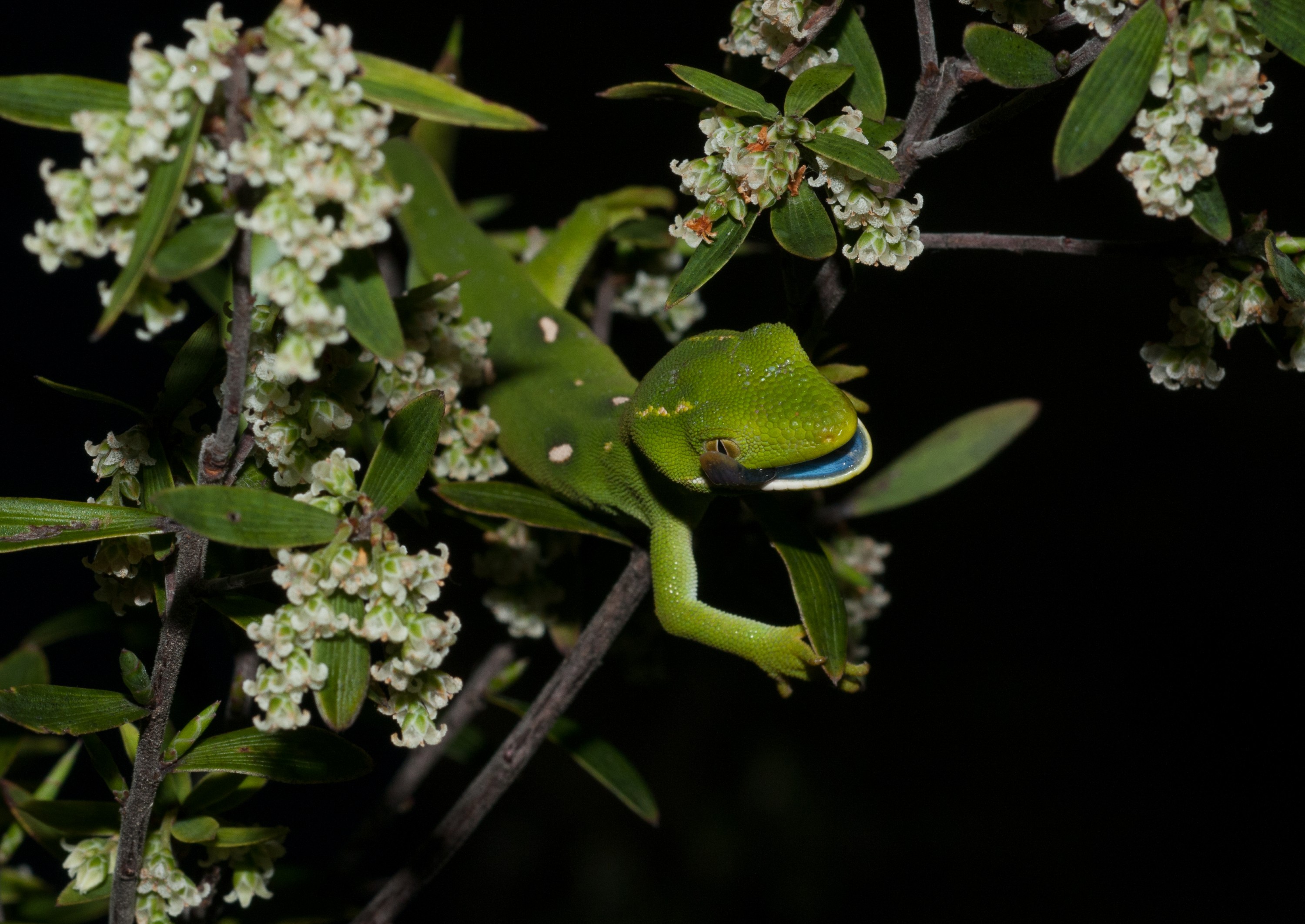 _IRM4049 – Auckland, green, gecko, Naultinus, elegans, elegans, home, lizard, irene, reptiles, rare, cold, blood, new, new zealand, zealand, nz, irene, nov16